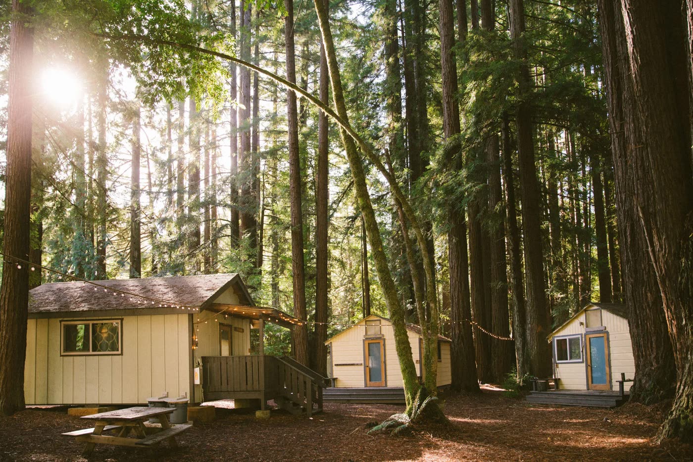 Cabins beneath the redwoods