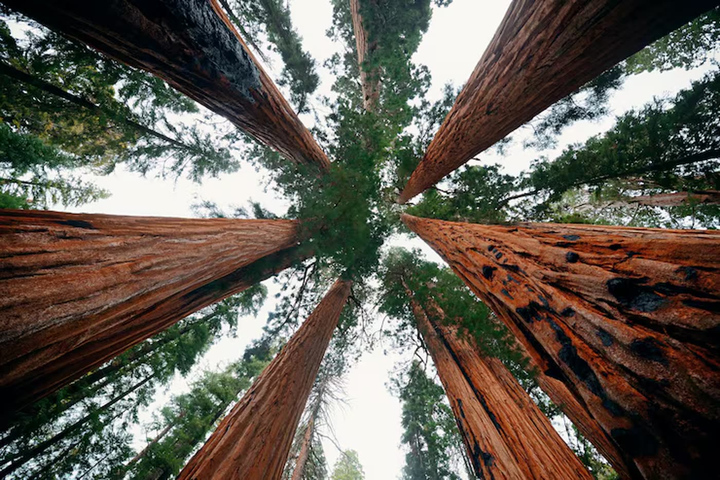 Giant redwood bark